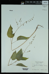 Circaea canadensis image