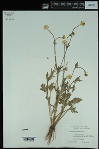 Ranunculus bulbosus image