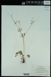 Ranunculus allegheniensis image