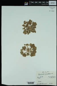 Ranunculus parviflorus image