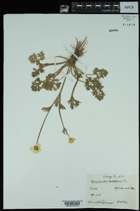 Ranunculus bulbosus image