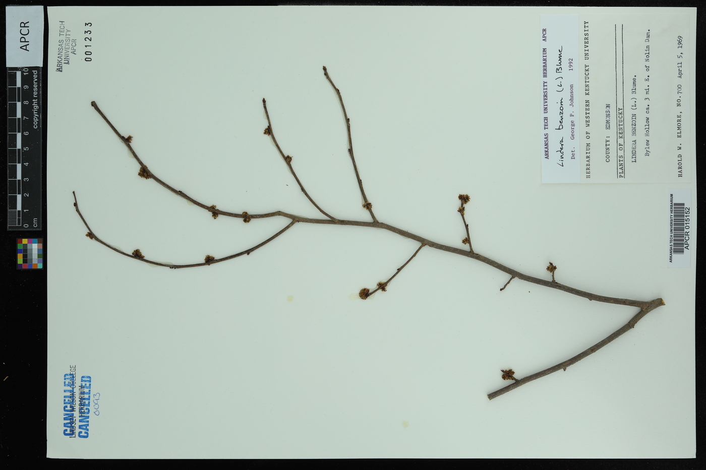 Lindera benzoin f. rubra image