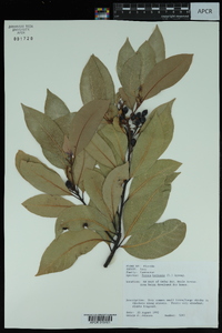 Persea borbonia image