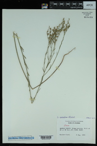 Linum sulcatum image