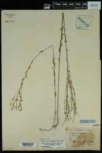 Linum medium var. texanum image