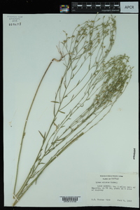 Linum sulcatum image