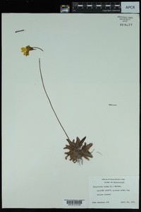 Pinguicula lutea image