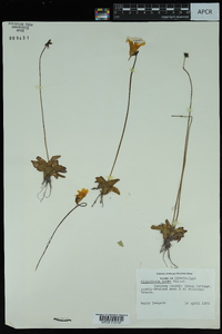 Pinguicula lutea image