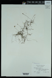 Utricularia gibba image