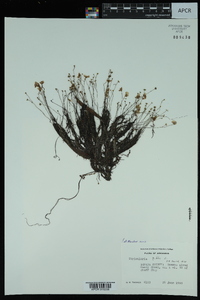 Utricularia gibba image