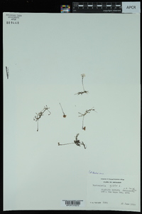 Utricularia gibba image