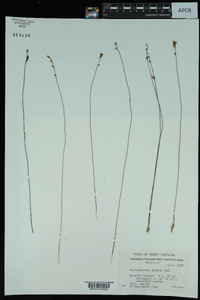 Utricularia juncea image