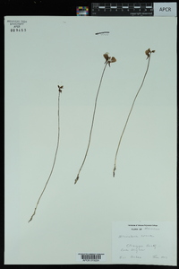 Utricularia cornuta image