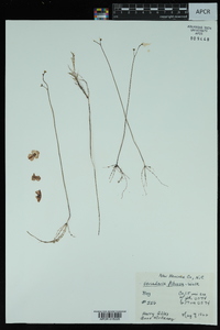 Utricularia gibba image