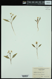 Claytonia caroliniana image