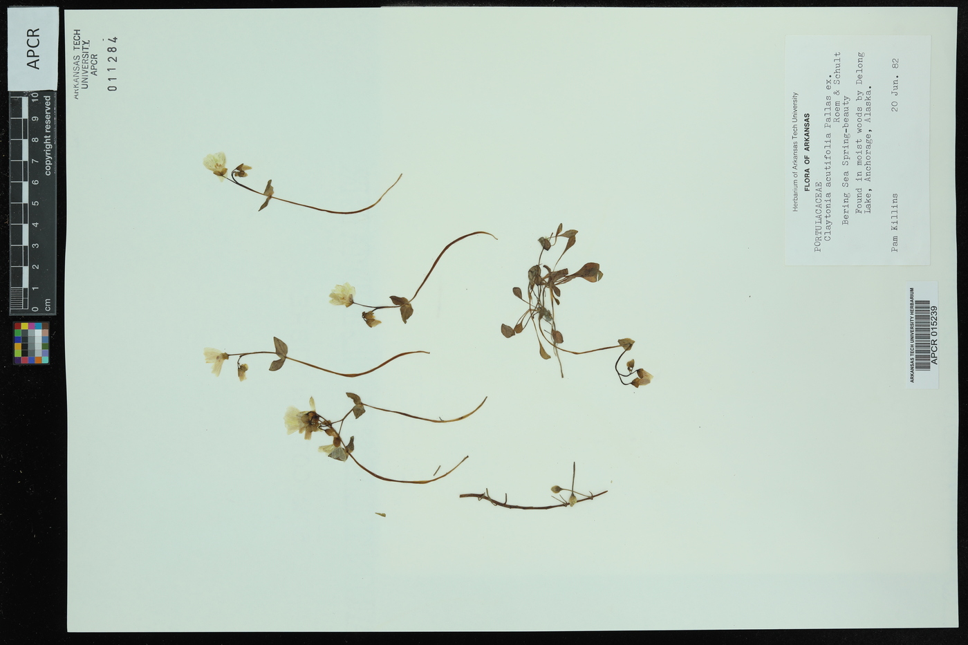 Claytonia acutifolia image