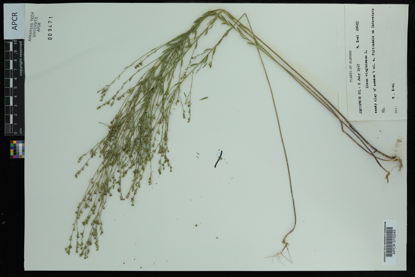 Linum virginianum image