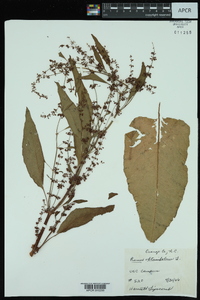 Rumex obtusifolius image