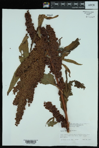 Rumex longifolius image