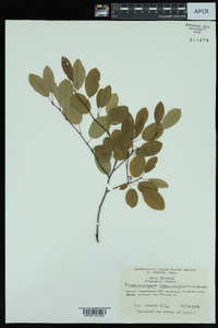 Amelanchier obovalis image