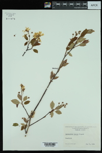 Amelanchier laevis image