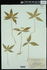 Trientalis borealis image