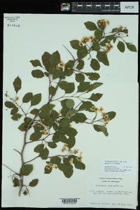 Crataegus viridis var. ovata image