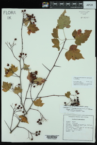 Crataegus phaenopyrum image