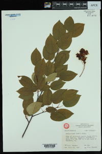 Amelanchier laevis image