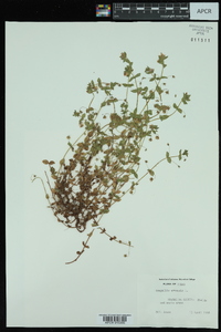 Lysimachia arvensis image