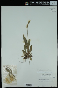 Plantago rhodosperma image