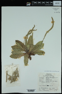 Plantago rhodosperma image