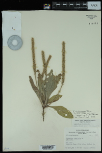 Plantago rhodosperma image