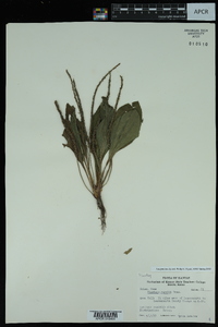 Plantago rugelii image