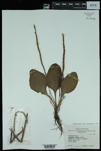 Plantago rugelii image