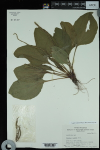 Plantago rugelii image