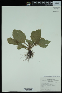 Plantago rugelii image