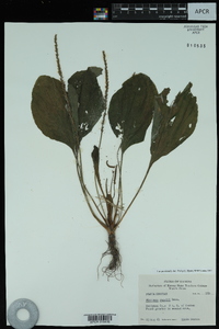 Plantago rugelii image