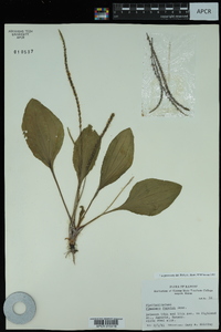 Plantago rugelii image