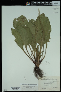 Plantago rugelii image