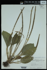 Plantago rugelii image