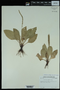 Plantago rugelii image