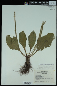 Plantago rugelii image