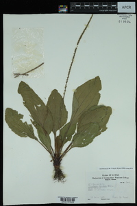 Plantago rugelii image