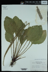 Plantago rugelii image