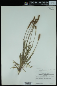 Plantago hookeriana image