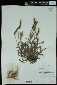 Plantago helleri image