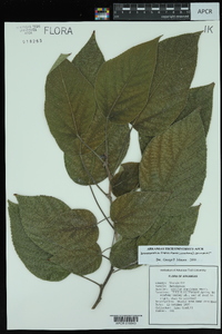 Broussonetia papyrifera image