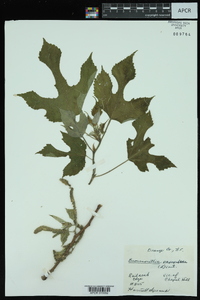 Broussonetia papyrifera image