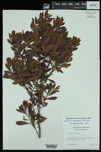 Myrica cerifera image